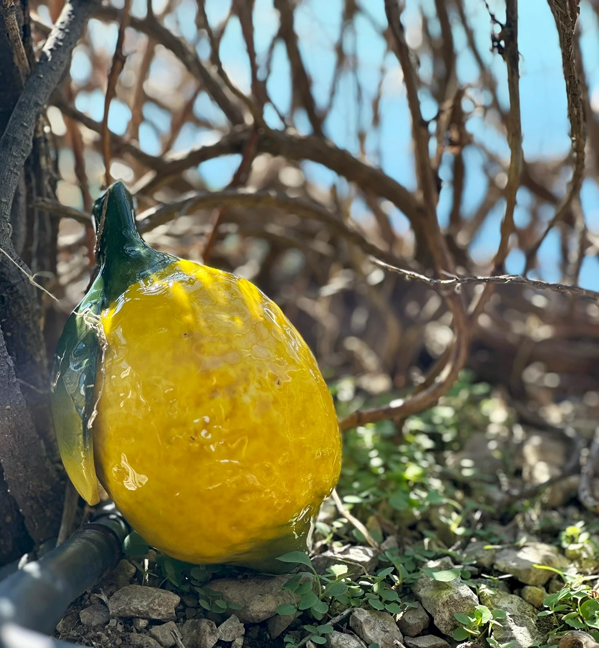 Cermic Lemon — Italian Lemons IGP Varieties Guide Cover Image