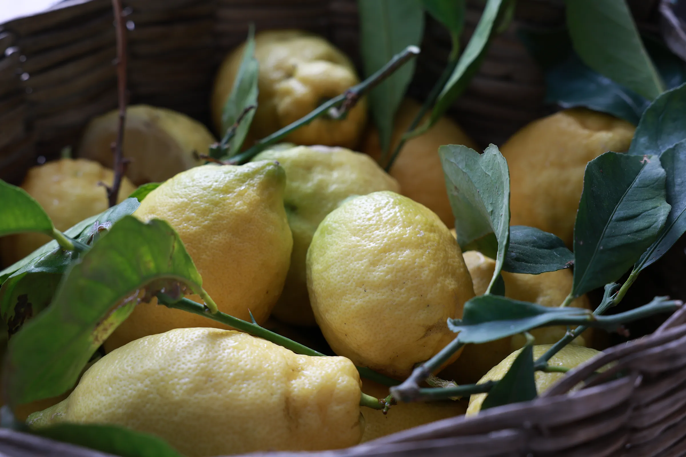 Basket of Amalfi Sfusato Lemons